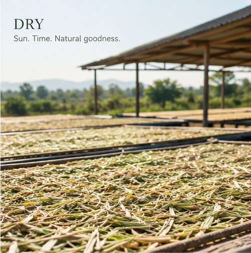 Dry — Jivastik source story